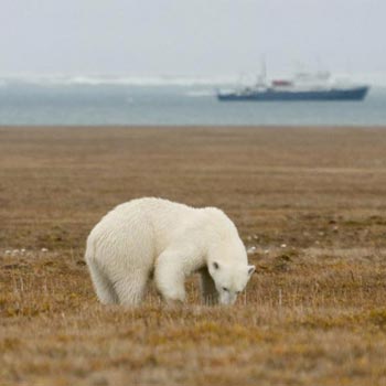 Wrangel Island Cruise – An Arctic Expedition Package