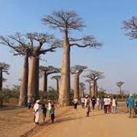 Baobabs And Tsingys Tour