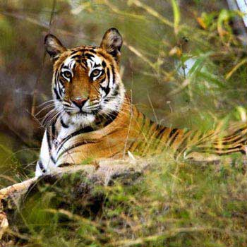 Central India Wilflide Package