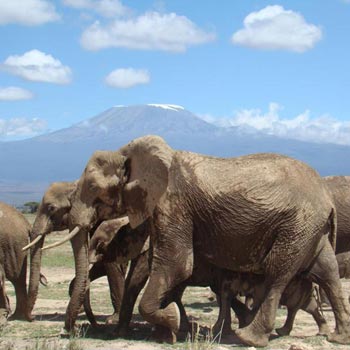 Amboseli National Park Package