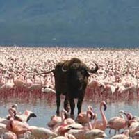 Massai Mara, Lake Nakuru Package