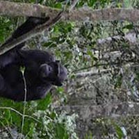 15 Day Gorilla Safaris & Wildlife to Uganda Tour