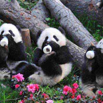 China Panda Base & Sanxingdui Museum Day Tour