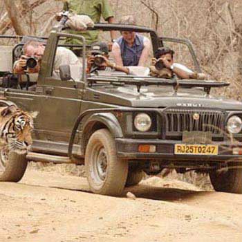Marwad with Tigers National Park Tour