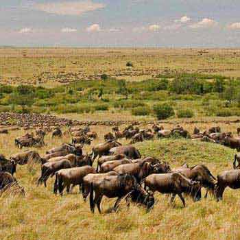 Kenya Wildlife Safari Masai Mara Wildebeest Migration Safari Package