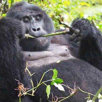 Uganda Safari - Gorilla Tracking Package