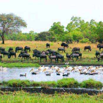 Lusaka to Livingstone Via Kafue National Park and Liuwa Plains National Park Package