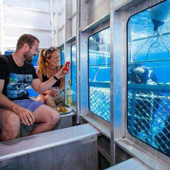 Wine & Dine with Great White Sharks Package