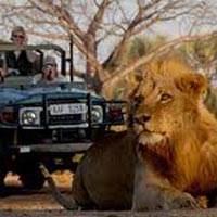 Safari and Cape Town Package