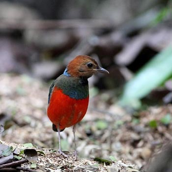 North Sulawesi Bird Watching Package