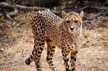 Ann Van Dyke Cheetah Centre Tour