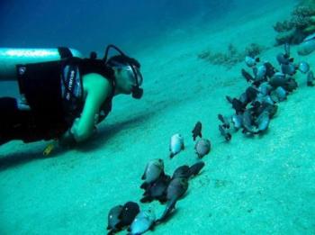 Dive Aqaba & Golden Triangle Package