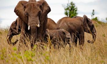 9 Days Okavango Delta & Victoria Falls Camping Package