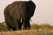 Best of Botswana Fly in Safari Tour