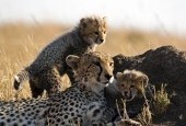 Elewana Sky Safari, Tanzania