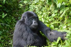 7 Days Rwanda Gorilla Trekking & Wildlife Safari Package