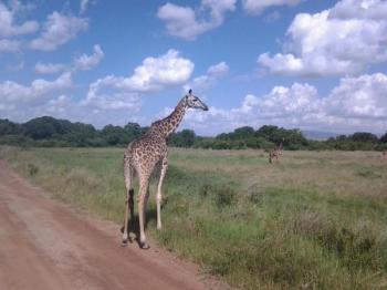 Kenya Tanzania Wildlife Safari Package