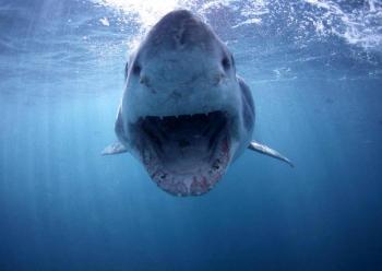 2 Days Best of the Cape Tour with Shark Diving Multi Day Tour Package