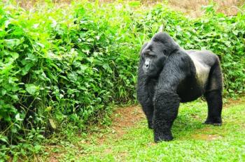 3 Days Rwanda Gorilla Safari Package