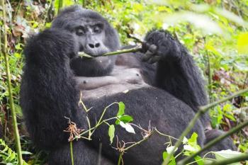 10 Days Rwanda Gorilla Pride Package