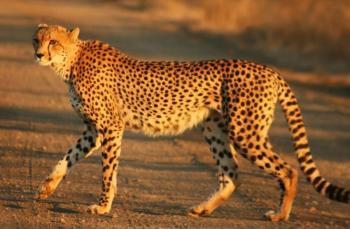 The De Wildt Cheetah Research Centre Package