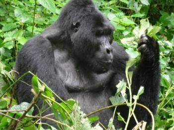 3 Days Uganda Gorilla Trekking Flying Adventure Package