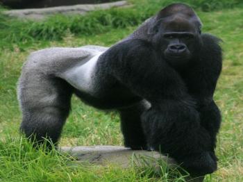 9 Days Gorilla Tour in Uganda Package