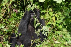 12/14 Days Special Wildlife Tour in Uganda Package