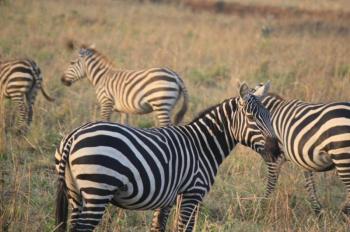 15 Days Uganda Wildlife Safari Package