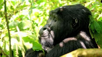 19 Days Gorilla Trekking Safari in Uganda, Rwanda and Kidepo Tour Package