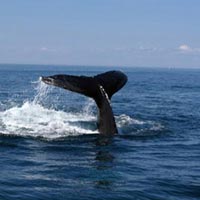 Hermanus Whale Watching Tours  Package
