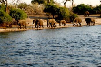 16 Day South Africa, Victoria Falls, and Northern Botswana Safari Package