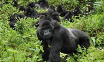 7 Day Gorillas and Wildlife Safari Package