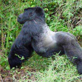3 Democratic Republic of Congo Mountain Gorilla Trek