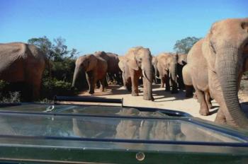 Full Day Addo Elephant National Park Tour Package