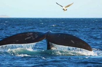 Full Day Hermanus & The Whale Route Package