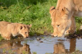Lion and Rhino Safari Park Tour