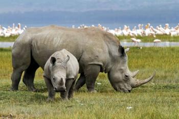 6 Days Kenya Safari from Nairobi to Masai Mara, Lake Nakuru, Amboseli and Tsavo East Ending in Momba