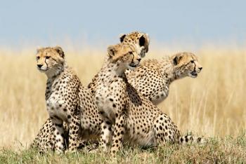 7 Days Mombasa Safari to Tsavo East, Tsavo West, Amboseli, Nakuru and Masai Mara Ending in Nairobi T