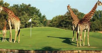 Golf Safari in Kenya Package