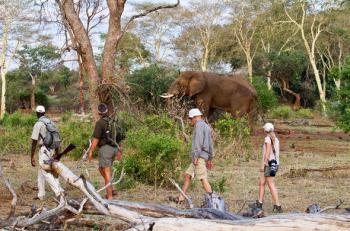 Kruger National Park Guided Walks Package