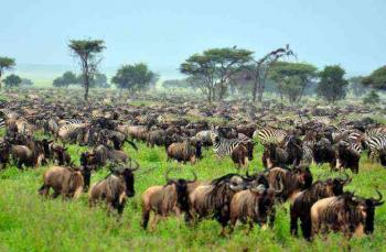Combine Safari/ 10 Wildebeest Migration Safari