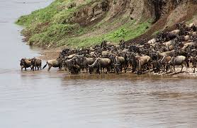 Combine Safari/ 8 Days Wildebeest Migration Safari