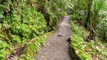 Private Guided La Mina Hike in El Yunque Rainforest