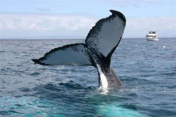 Whale Watching Adventure & Sea Life Discovery Package