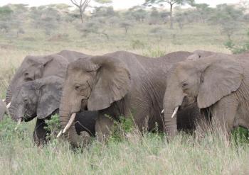 3 Days Tanzania Safari to Lake Manyara - Ngorongoro Crater from Either Nairobi, Mombasa or Arusha Pa