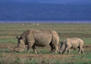 6 Days Tanzania Safari to Lake Manyara, Ngorongoro Crater, Serengeti and Tarangire Package