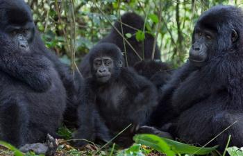 3 Days Fly in Gorilla Trekking Bwindi National Park Package