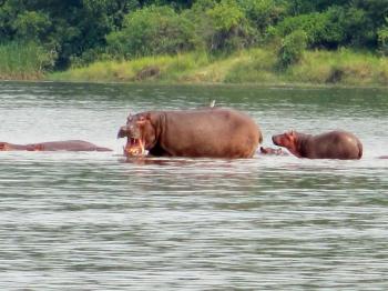 Murchison Falls National Park Safari Tour in Uganda