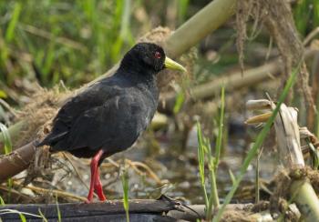 Queen Elizabeth National Park Wildlife Uganda Safari Tour